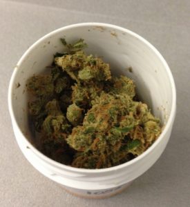 Cannabis pronta per essere lavorata nel Laboratorio della Farmacia