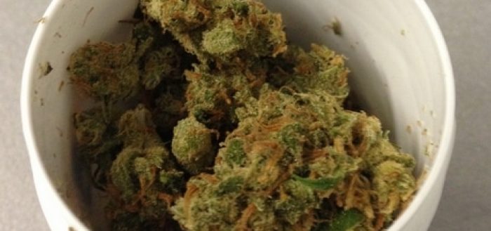 Cannabis Flos (Bedrocan) infiorescenze marijuana medica