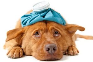 Ciclofosfamide uso veterinario per cane o uso umano al giusto dosaggio grazie al Farmacista