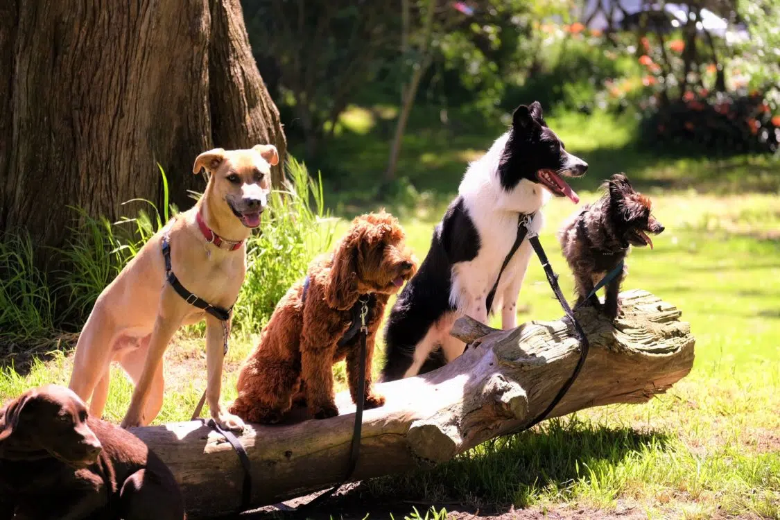 Ciclofosfamide veterinario: al tuo cane la sua dose