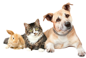 Anche cani e gatti possono assumere tilosina veterinaria grazie al Farmacista.