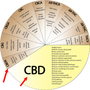 Si capisce l'importanza di avere un olio di CBD e non un olio di CBDa?