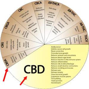 Si capisce l'importanza di avere un olio di CBD e non un olio di CBDa?