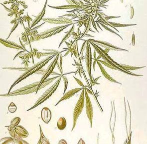 Monografia Cannabis Sativa Terapeutica Farmacopea Tedesca