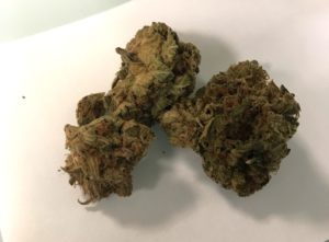infiorescenze cannabis medica bedrocan pedanios bedrobinol