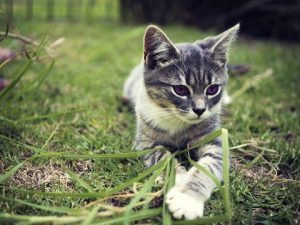 metimazolo nel gatto gel plo transdermico tapazole farmacia