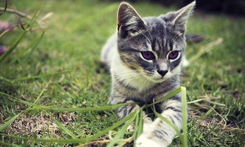 metimazolo nel gatto gel plo transdermico tapazole farmacia