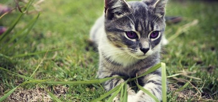 metimazolo nel gatto gel plo transdermico tapazole farmacia