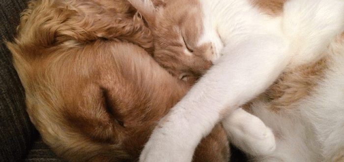 micofenolato uso veterinario cane gatto farmaco galenico farmacia.jpg