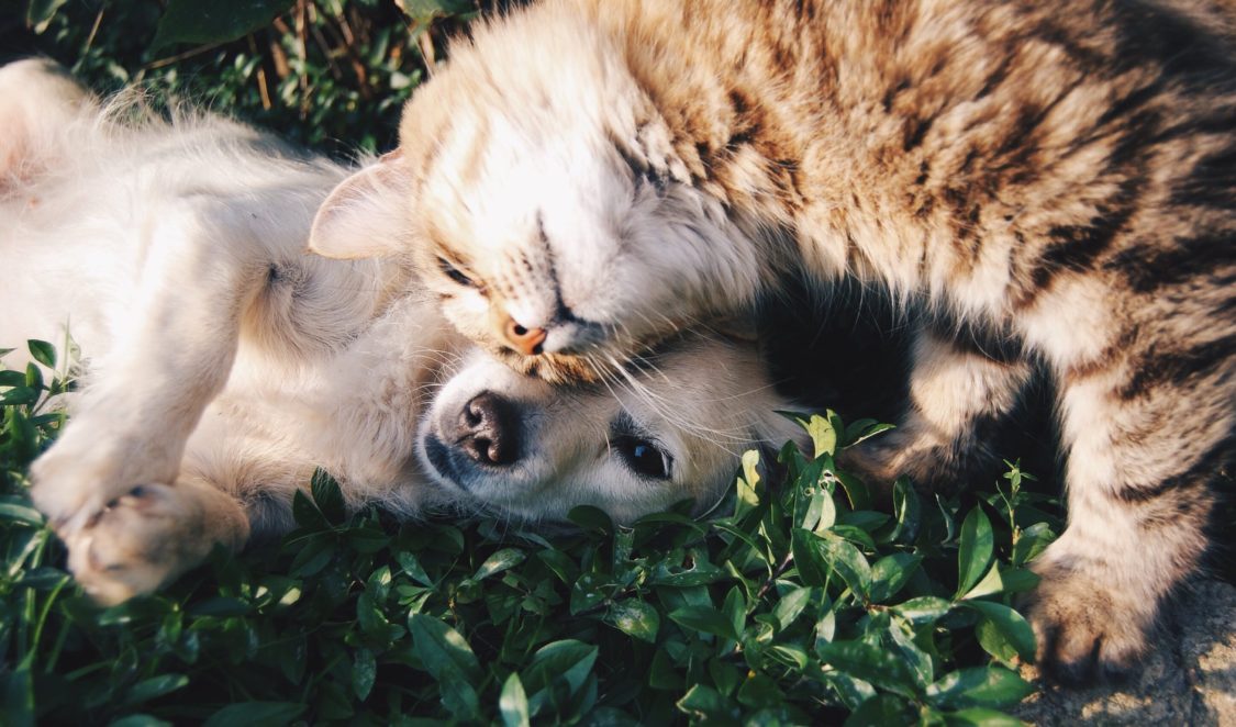 Cannabis per cane e gatto e CBD uso veterinario in Farmacia
