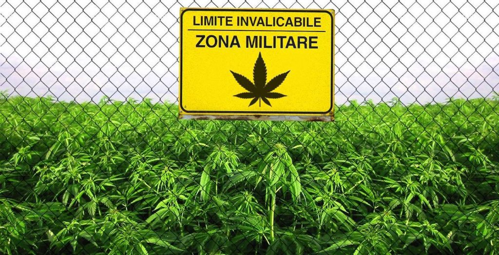 cannabis FM2 FM1 farmacia ternelli