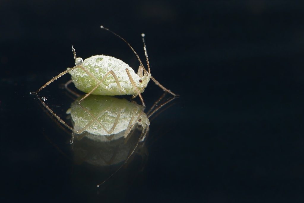 permetrina per pidocchi e scabbia