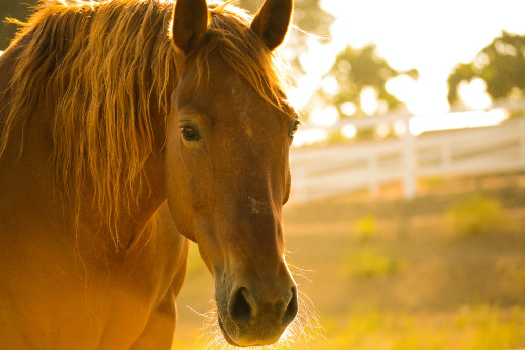 farmac veterinario per cavalli