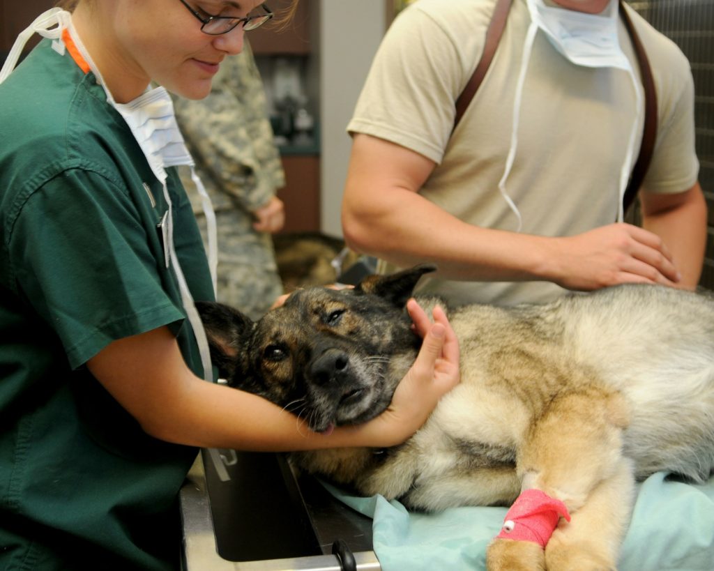 farmaci per la terapia del dolore negli animali