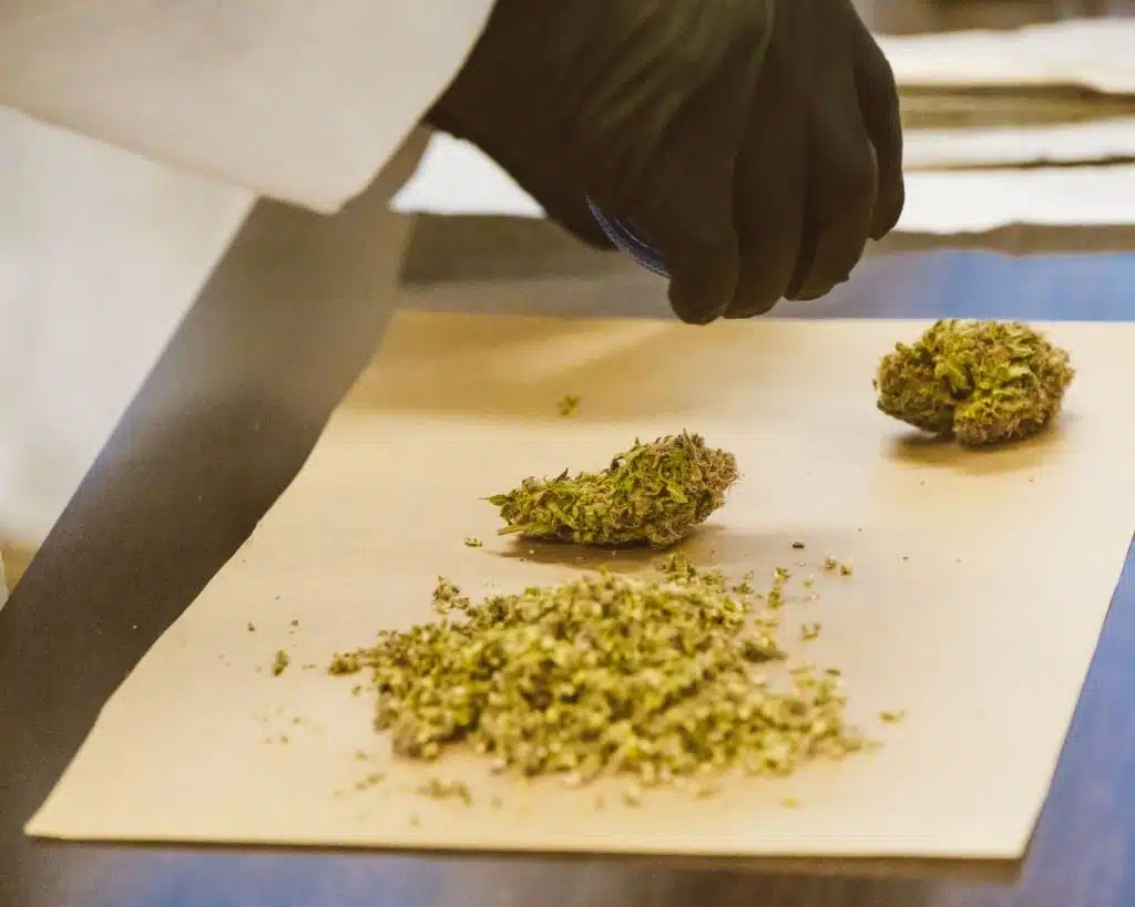 Estrazione cannabis. La macinazione è una delle operazioni tecnologiche