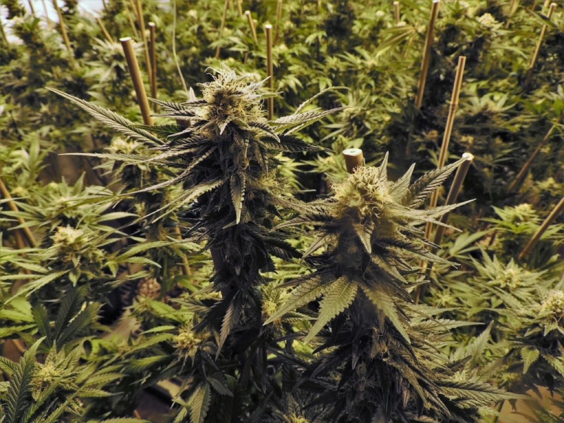Bediol: cannabis legale in Farmacia