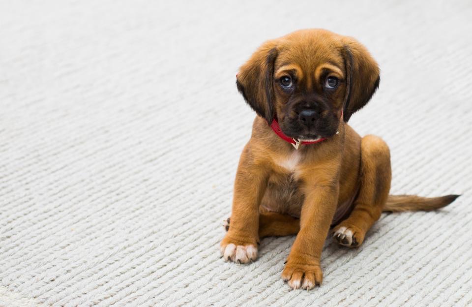 Cucciolo di cane marrone con occhi chiari che guarda in alto
