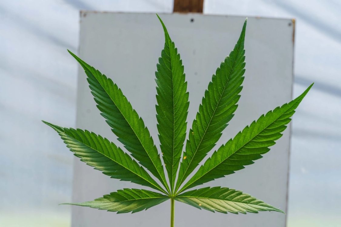 Cannabis capsule orali, farmaco in Farmacia
