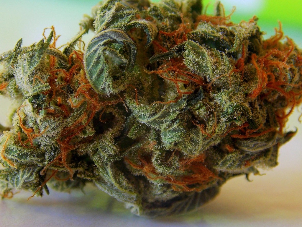 Primo piano di un'infiorescenza di cannabis con pistilli arancioni
