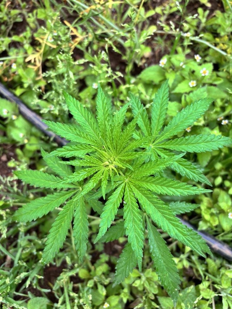 Giovane pianta di cannabis vista dall'alto tra la vegetazione, materia prima della cannabis medica