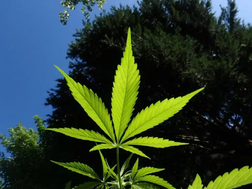Foglia di cannabis illuminata dal sole contro il cielo, pianta della cannabis medica FM2