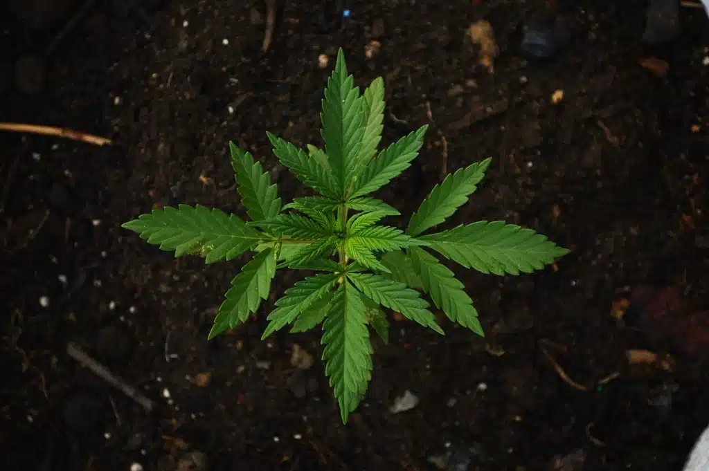Giovane piantina di cannabis che spunta dal terreno scuro, vista dall'alto