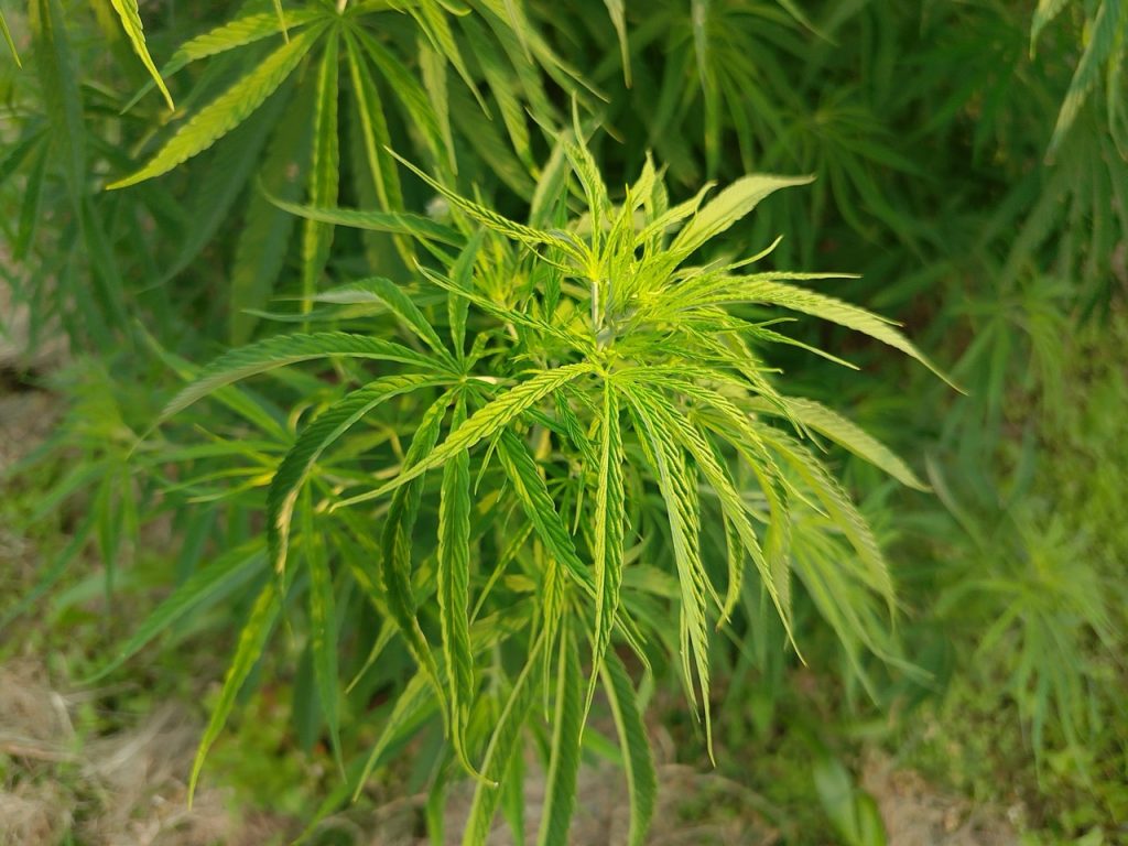 Foglie lanceolate di una pianta di canapa in crescita all'aperto