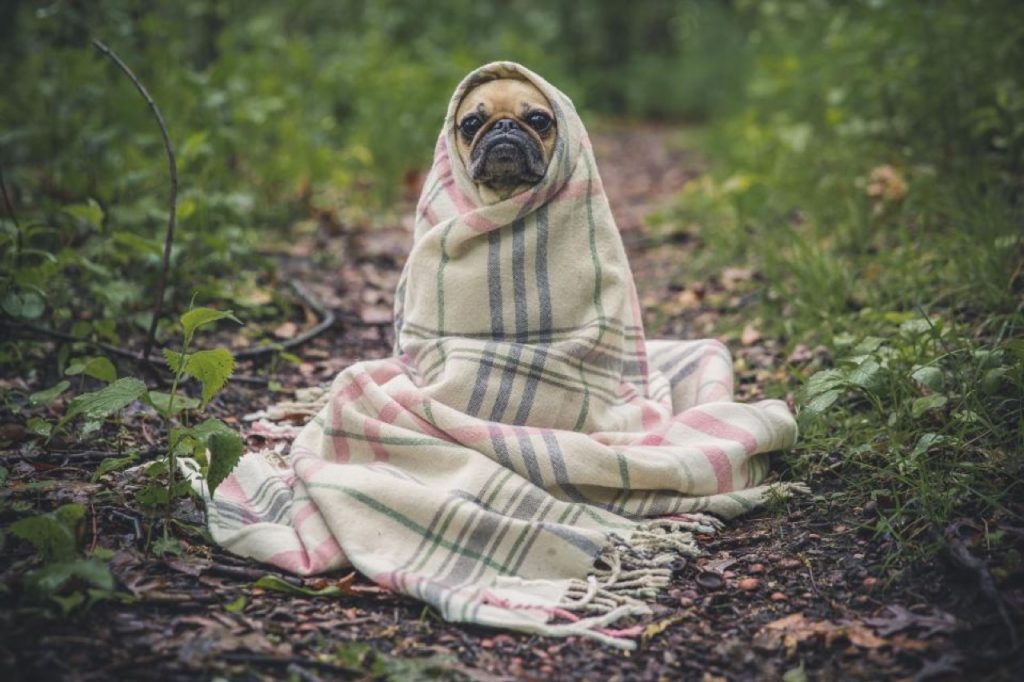Cane carlino avvolto in una coperta nel bosco, paziente della desmopressina collirio veterinaria