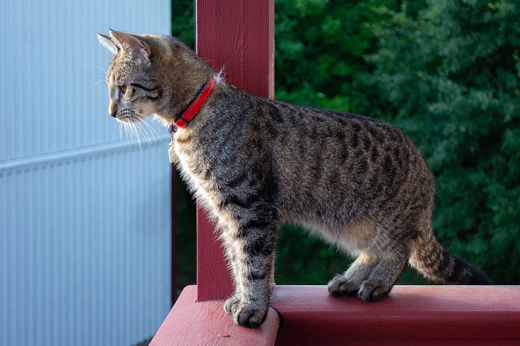 Gatto tigrato con collare rosso fermo su una ringhiera, trattato con metimazolo transdermico