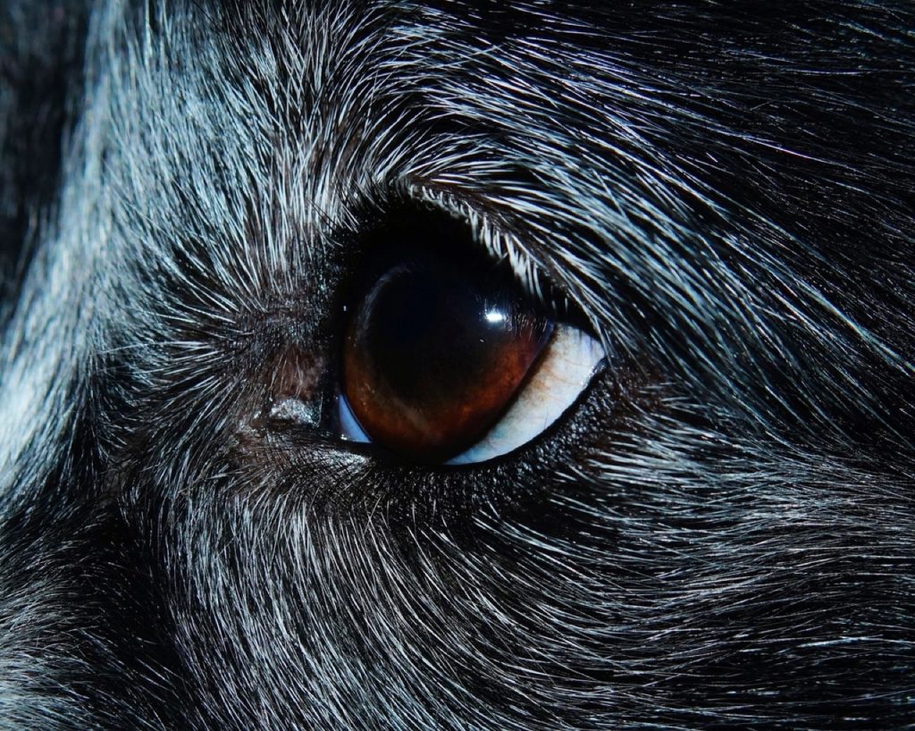 Primo piano dell'occhio di un cane dal pelo scuro