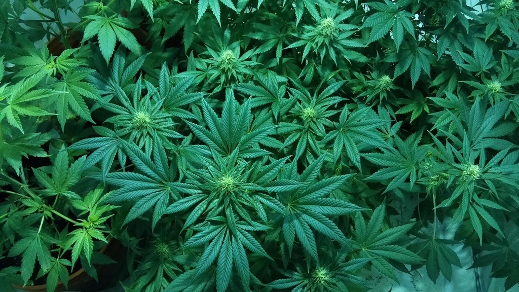 Marijuana di Stato, primo raccolto da buttare – BUFALA
