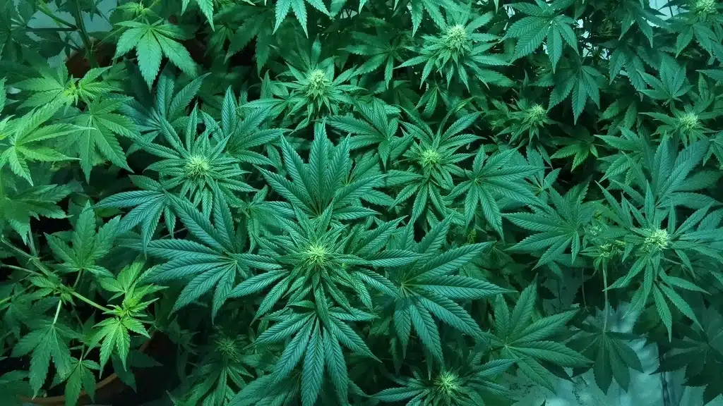 Marijuana di Stato, primo raccolto da buttare – BUFALA