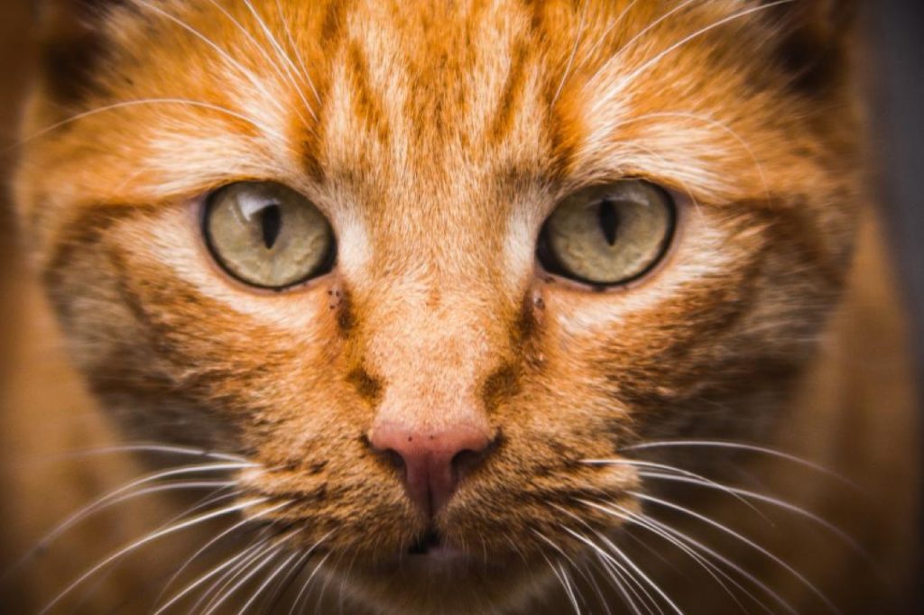 Primo piano del muso di un gatto rosso dagli occhi verdi