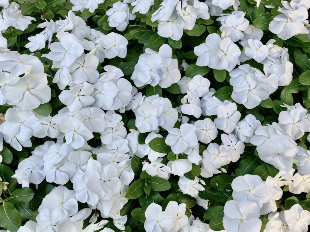 Fiori bianchi di pervinca del Madagascar, pianta da cui si ricava la vinblastina